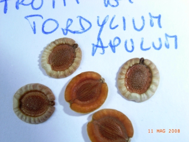 frutti da...condividere: Tordylium apulum